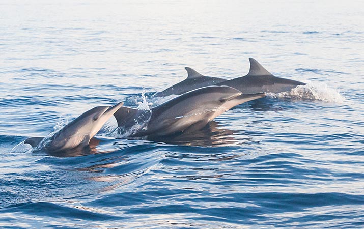 Dolphin Bali Tour